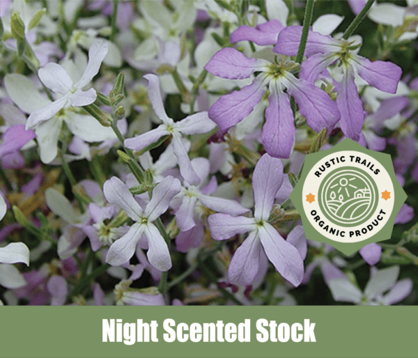 Night Scented Stock, scientifically known as Matthiola longipetala